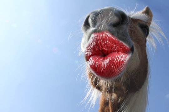 The Labrynth horse