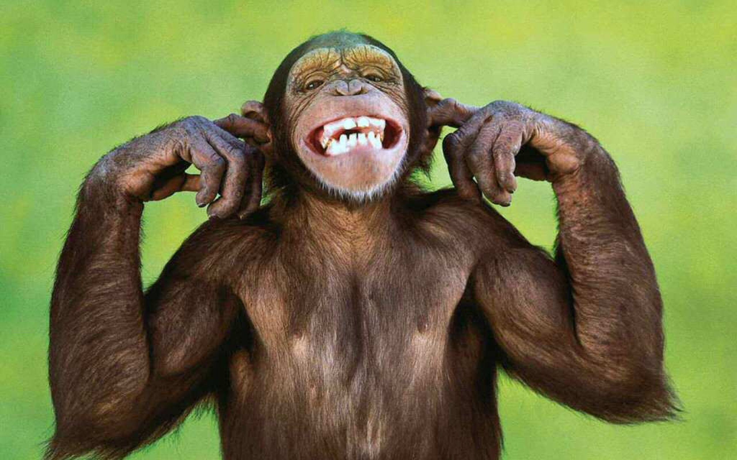MonkeyMinia Track 1 monkey here monkey there