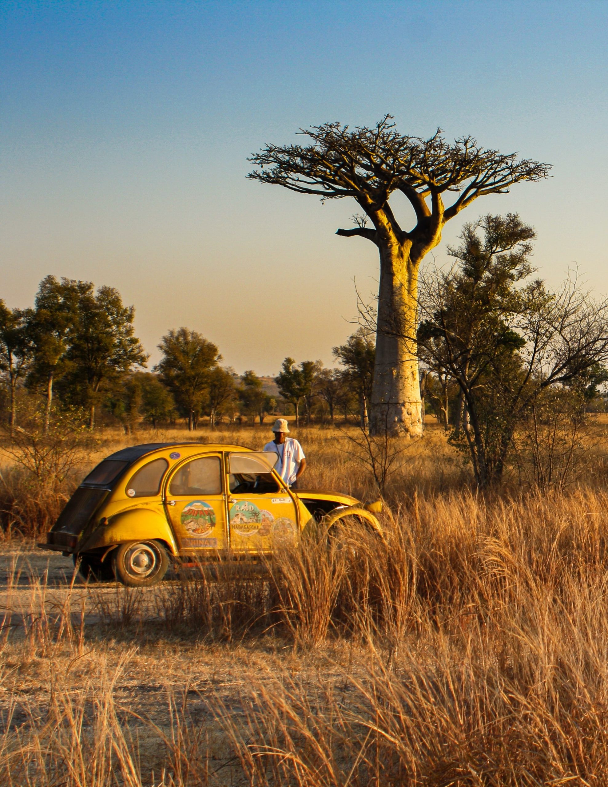 Baobab and Car scaled